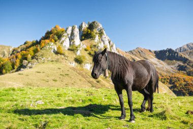 Merens horse in summer in the Ariege Pyrenees in France