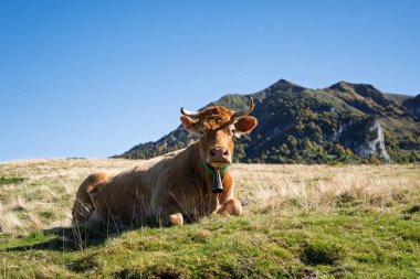 Cow in autumn in high altitude meadow. Ariege Pyrenees in southwest France