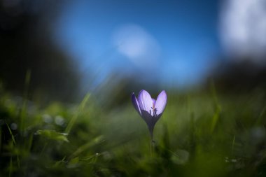 Mor sonbahar çiçeği çimlerde mavi gökyüzü ve arka planda dağlar