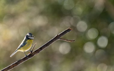 Bird (blue tit) perched on a branch with a blurred bokeh background