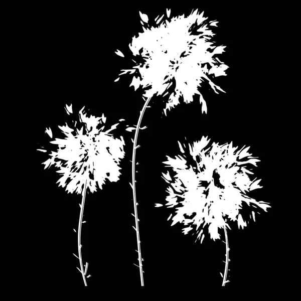 Почки Пышные Пушистые Цветы Одуванчики Ветви Изолированные Черный Векторный Фон — стоковый вектор