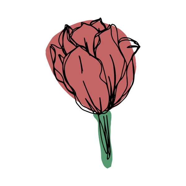 Botanická Květinová Kontura Květních Pivoňek Makové Tulipány Otvírají Pupeny Zavírají — Stockový vektor