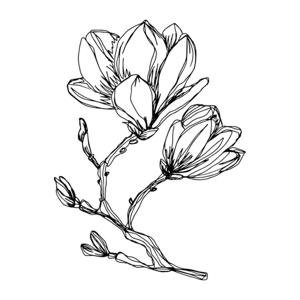 Ветвь Цветами Бутонами Черно Белая Линия Искусства Очертания Векторного Ботанического — стоковый вектор