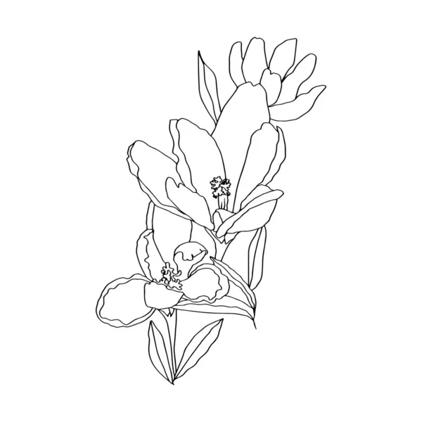 Crocus Line Art Buds Flowers Leaves Pieces Black White Vector — стоковый вектор