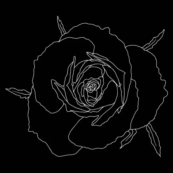 Roses Bourgeon Ouvert Avec Feuilles Branches Noir Blanc Vecteur Isolé — Image vectorielle