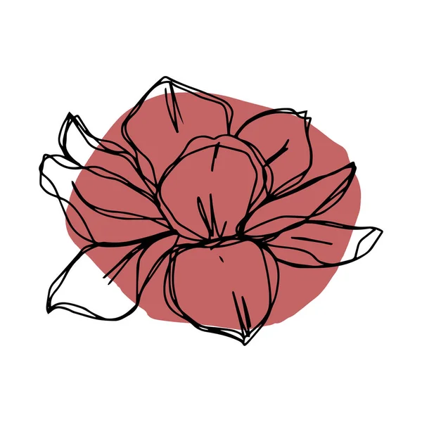 Ботанічний Квітковий Контур Квіткових Півоній Макових Тюльпанів Відкриті Бутони Закриті — стоковий вектор
