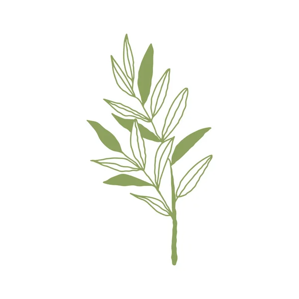 Botanique Floristique Croquis Contour Branches Avec Feuilles Branche Minimaliste Isolée — Image vectorielle