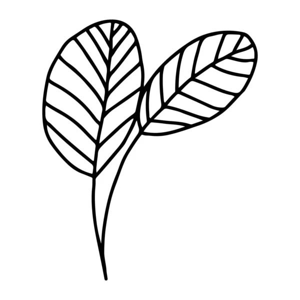 Branche Vectorielle Avec Feuilles Noires Blanches Illustration Botanique Minimaliste Dessin — Image vectorielle