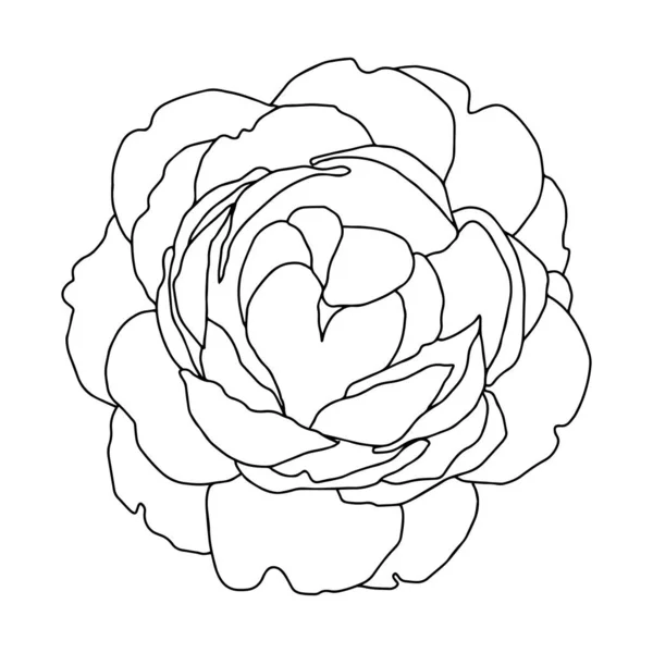 玫瑰开放花蕾黑色和白色孤立的病媒手绘插图 — 图库矢量图片