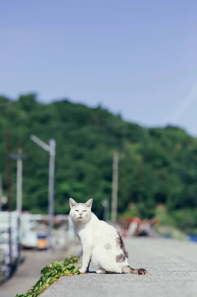 草原の可愛い猫 — ストック写真