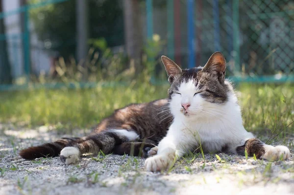 Gato Bonito Prado — Fotografia de Stock