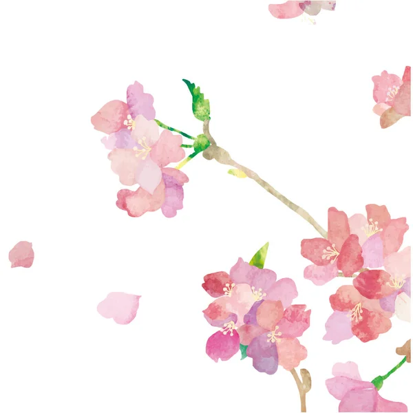 Kiraz çiçeklerinin suluboya arkaplanı