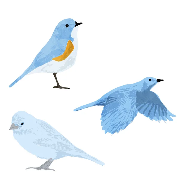 Conjunto Ilustrações Vetoriais Aquarela Pássaro Azul —  Vetores de Stock