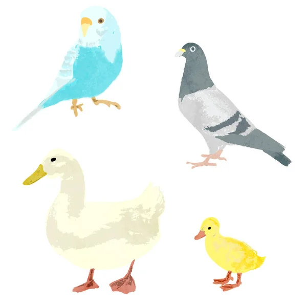 Watercolor Vector Illustration Set Bird — ストックベクタ
