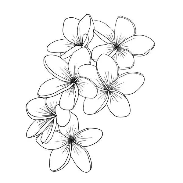 花的草图 花卉插画 — 图库照片