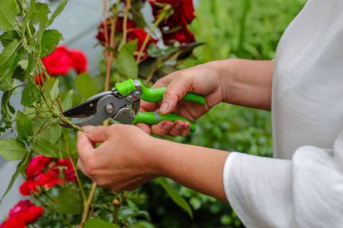 Bahçede beyaz bluzlu bir kadın bahçıvan sokakta açtığı kırmızı gülü budama makinesiyle kesiyor.