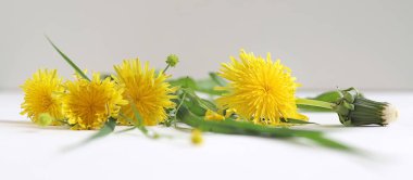 Beyaz arka planda sarı karahindiba bitkileri, yumuşak bir odak.