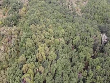 Meşe ağaçları yeşildir..