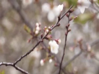 Çiçek tomurcukları çiçek açarken
