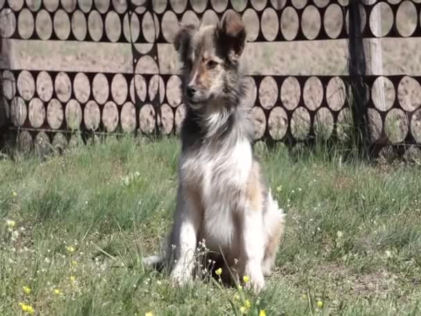 Cachorrinho Arruma Sozinho — Vídeo de Stock