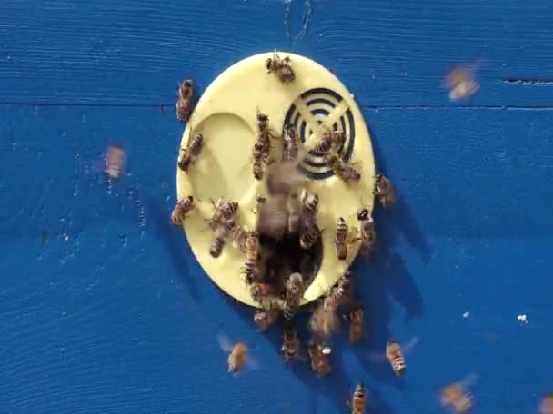 Méhek Repülnek Bizonyítékokból — Stock videók