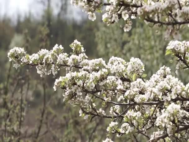 Kvetoucí Strom Jaře — Stock video