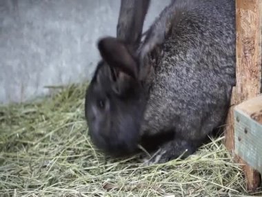 Kafesteki siyah tavşan