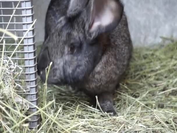 Coelho Cinza Escuro Sentado Uma Gaiola — Vídeo de Stock