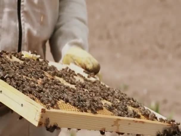 Bijenhouder Onderzoekt Honingraat Bijen — Stockvideo