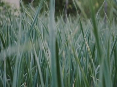 Makro atışta yeşil çimen