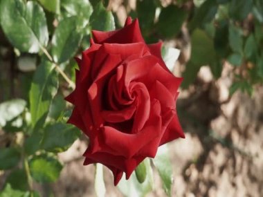 Rüzgarda ve güneş ışığında kırmızı gül