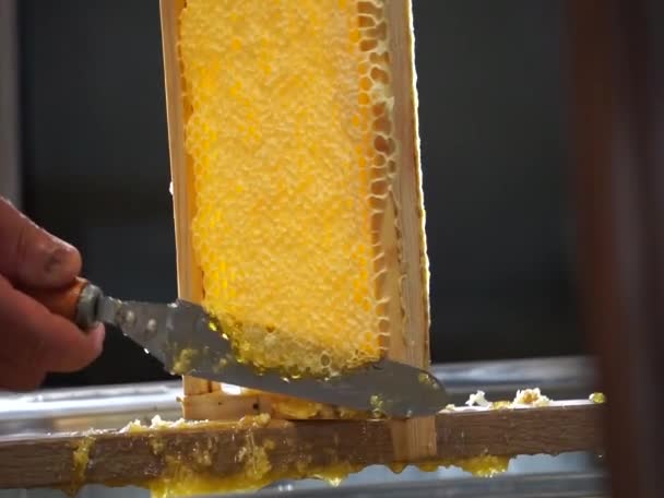 Arı Yetiştiricisi Bıçak Kullanarak Bal Toplar — Stok video