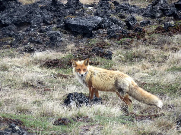 Zorro Salvaje Vagando Por Tolbachick Vulcano Kamchatka —  Fotos de Stock