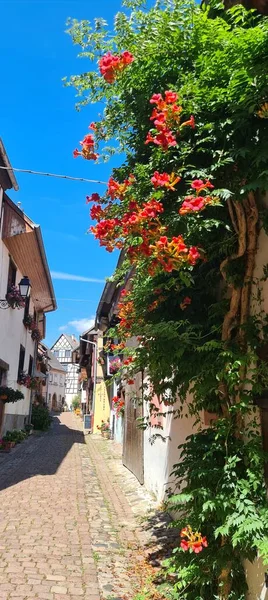 Rua estreita cheia de flores e forrada com casas de madeira em Eguisheim, Alsácia, França — Fotografia de Stock