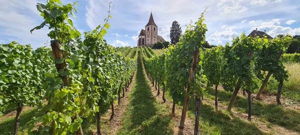 View on the vineyards and an old church in Hunawihr in Alsace, France — Stock Photo, Image