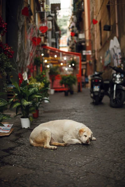 dog in the street. european streets. japan streets. sleeping dog in the old city