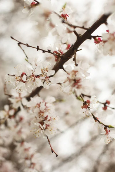 ดอกไม ในร ปแมกโครฤด ใบไม — ภาพถ่ายสต็อก