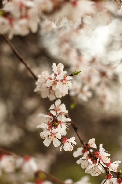 Cherry Blossom Spring Macro — Stok Foto