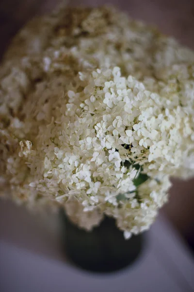 อดอกไฮเดรนเย ขาว — ภาพถ่ายสต็อก