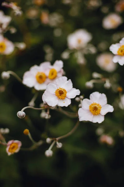 Bunga Dengan Latar Belakang Hijau Bunga Aster Bunga Chamomile — Stok Foto