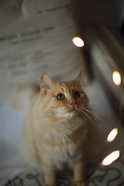 Leichte Flauschige Katze Auf Verschwommenem Hintergrund Mit Lichtergirlanden Stockbild