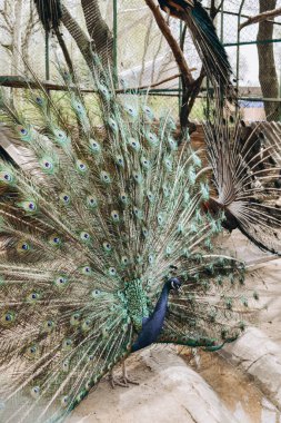 Renkli kuyruklu tavus kuşu. Yeşil tüylü tavuskuşu. Tüyleri dökülmüş tavuskuşu.