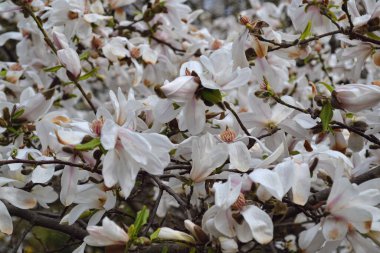 Bir ağacın çiçek açan dalları. Bahar çiçekli ağaçlar yakın çekim manzarası. Çiçek açan elma, kiraz, şeftali ya da sakura.
