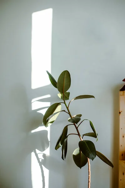 Bunga Ficus Pada Latar Belakang Putih Ficus Daun Bawah Sinar — Stok Foto
