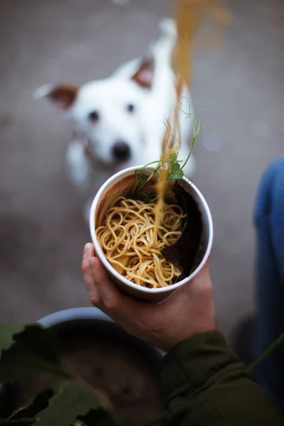 持ち帰り用の麺 使い捨てのボウルに麺 外で昼食 犬はぼやけた背景で — ストック写真