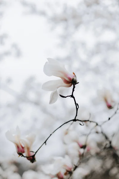 Bunga Magnolia Putih Foto Makro Dari Cabang Pohon Magnolia Magnolia — Stok Foto