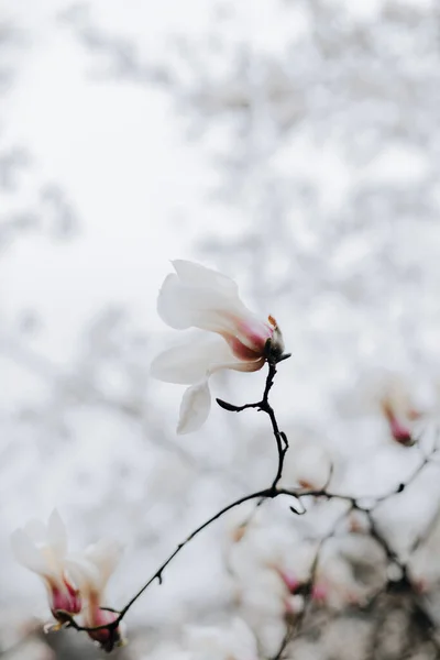 Bunga Magnolia Putih Foto Makro Dari Cabang Pohon Magnolia Magnolia — Stok Foto