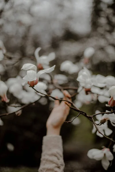 Cabang Dari Magnolia Putih Tangan Seorang Wanita Gadis Itu Menyentuh — Stok Foto