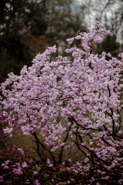 Arbusto Florido Com Flores Rosa Pétalas Rosa Arbusto Parque Jardim — Fotografia de Stock