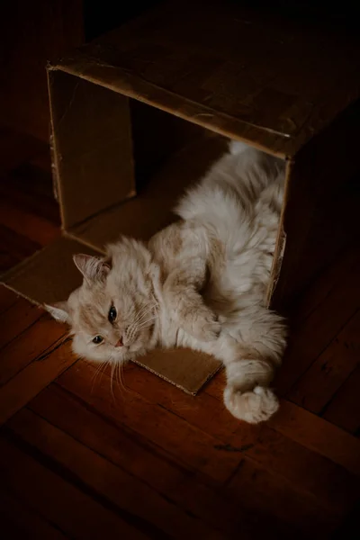 Furry Cat Lies Cardboard Box Fluffy Cat Lies Box His Royalty Free Stock Photos